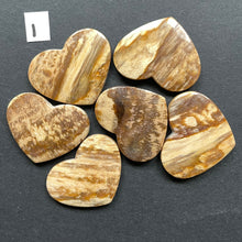 Load image into Gallery viewer, Petrified Wood
