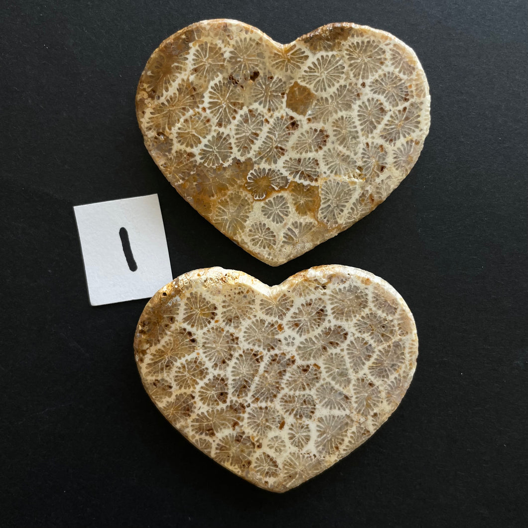 Fossilized Coral Magnets