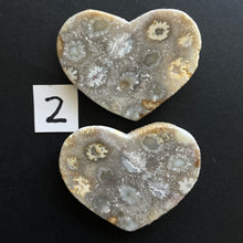 Load image into Gallery viewer, Fossilized Coral Magnets
