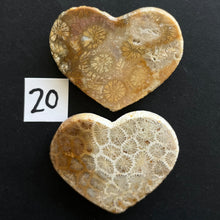 Load image into Gallery viewer, Fossilized Coral Magnets
