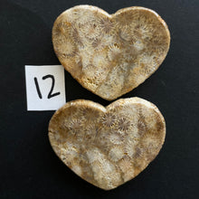 Load image into Gallery viewer, Fossilized Coral Magnets
