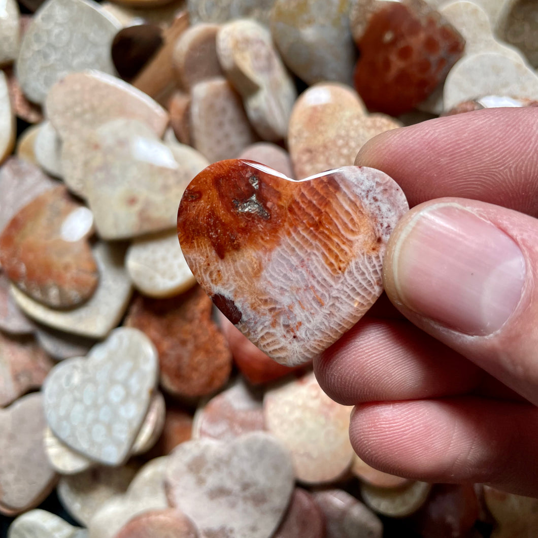 Fossilized Coral Heart Rocks